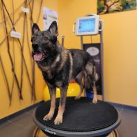 Les exercices ou thérapie active